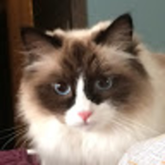 Meet your Posher, The adventures of little dog - Picture 1 of 1